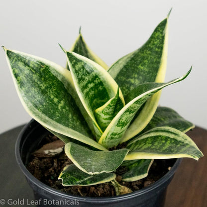 Sansevieria Golden Hahnii Water and Sun