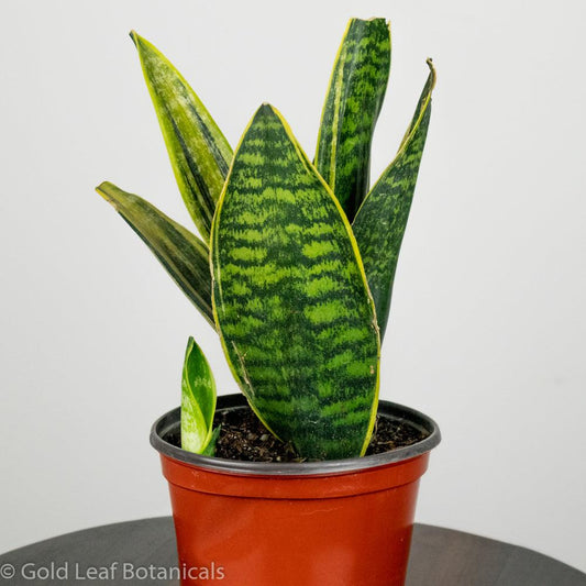 Sansevieria Golden Superba Care