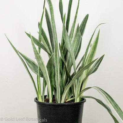 Sansevieria Sayuri Care