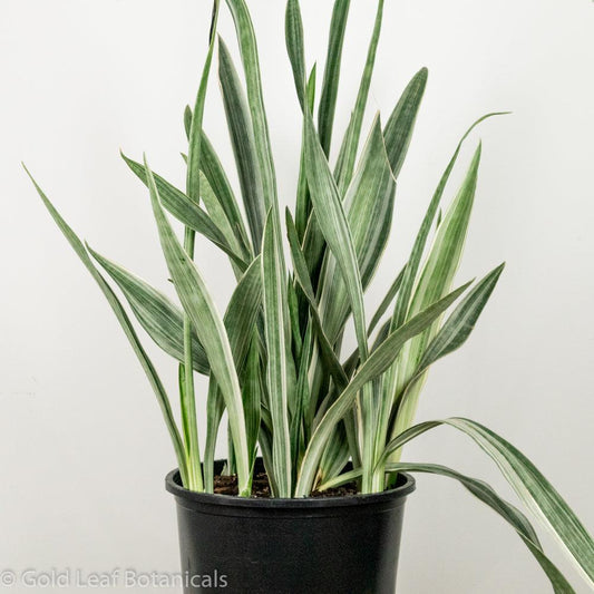 Sansevieria Sayuri Care