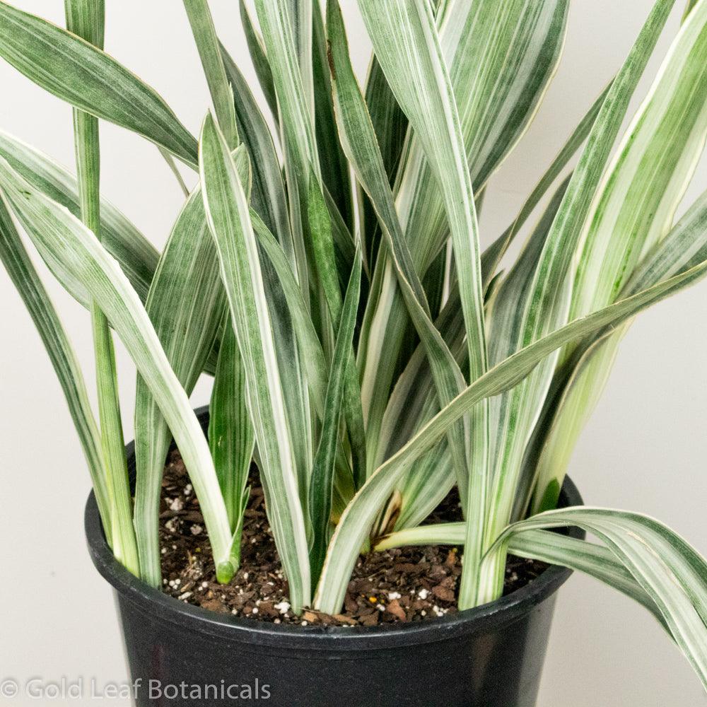 Sansevieria Sayuri Ontario Canada