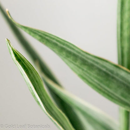 sansevieria bantel's sensation vs sayuri Sansevieria Sayuri Care