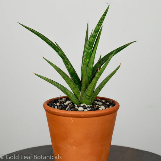 Sansevieria Silver Nymph Terracotta - Gold Leaf Botanicals