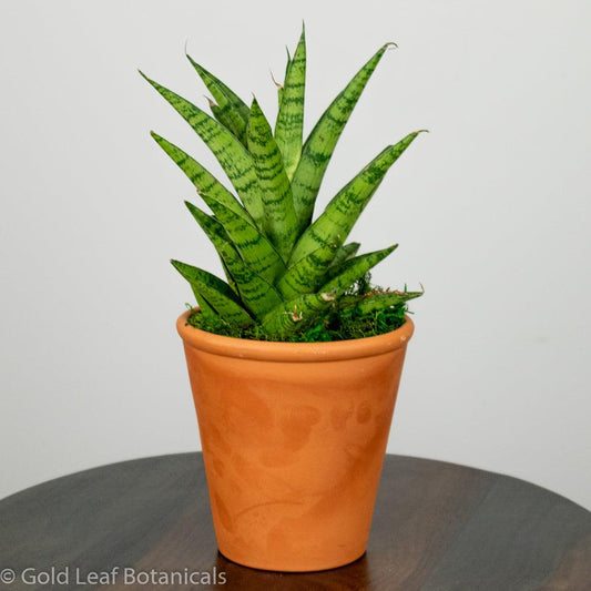 Sansevieria Tough Lady Care