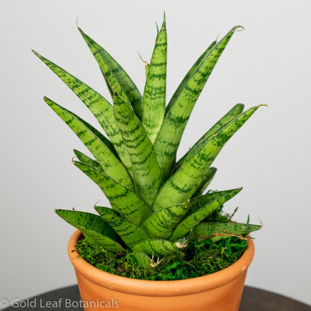 Sansevieria Tough Lady Water and Sun