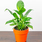 Peace Lily (Spathiphyllum) Care