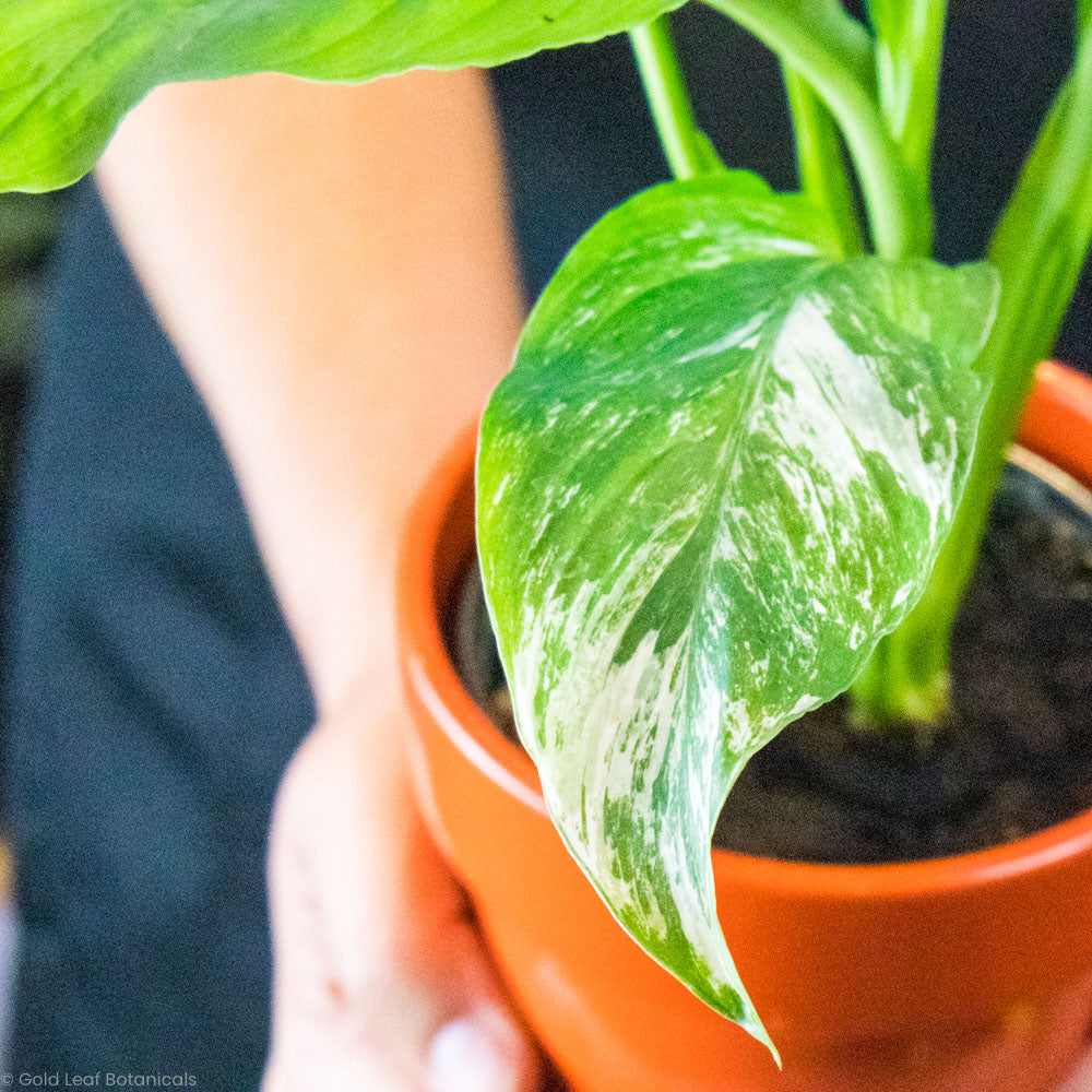 Variegated Jessica Peace Lily Plant