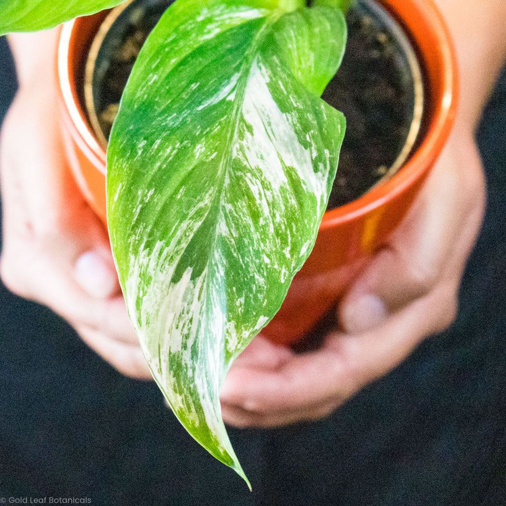 Variegated Jessica Peace Lily Care and Sunlight