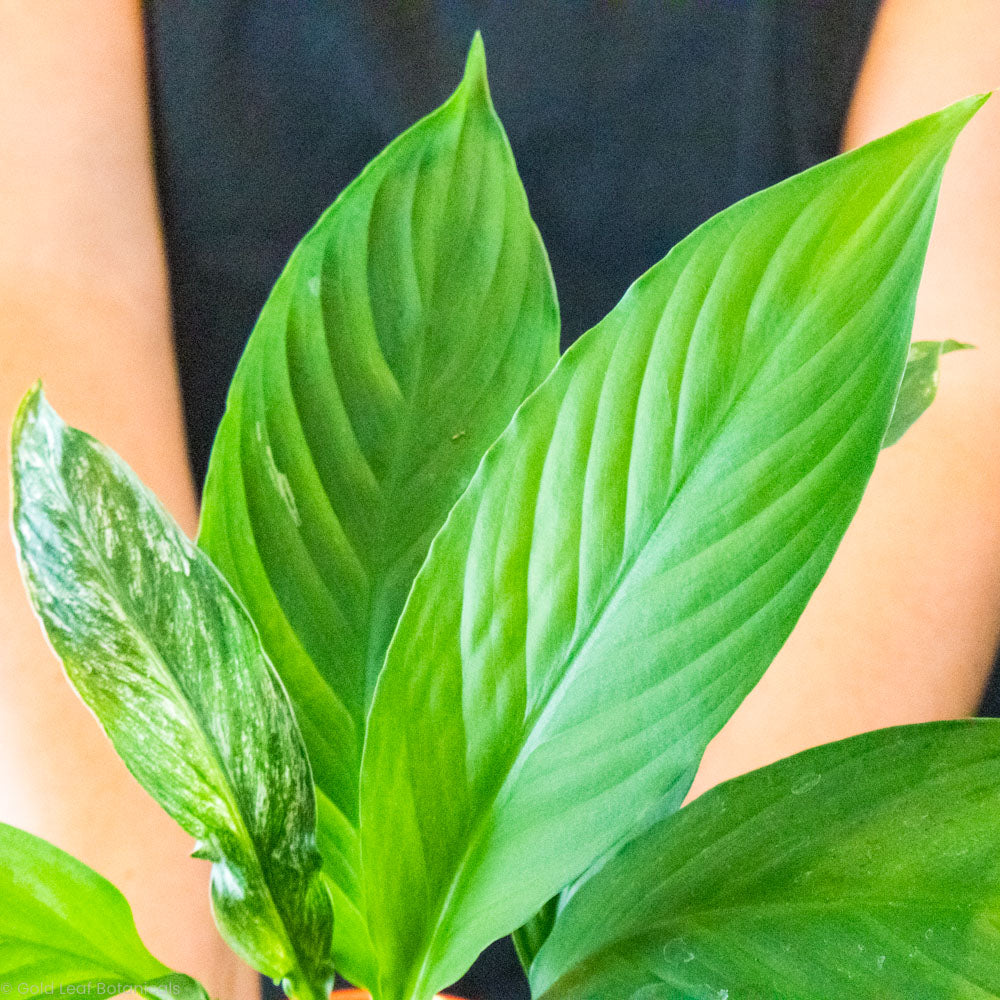 Buy a Variegated Jessica Peace Lily
