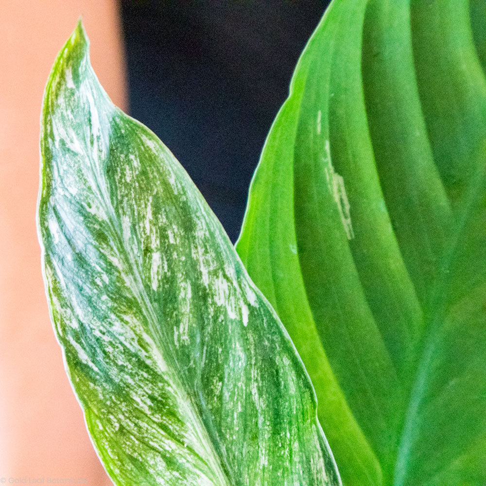 Variegated Jessica Peace Lily Plant for Sale