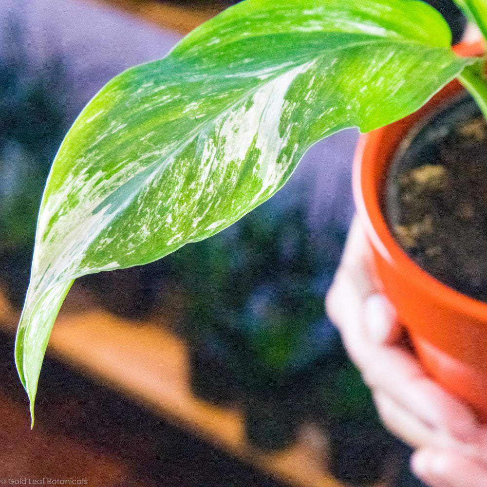 Variegated Jessica Peace Lily Light Requirements