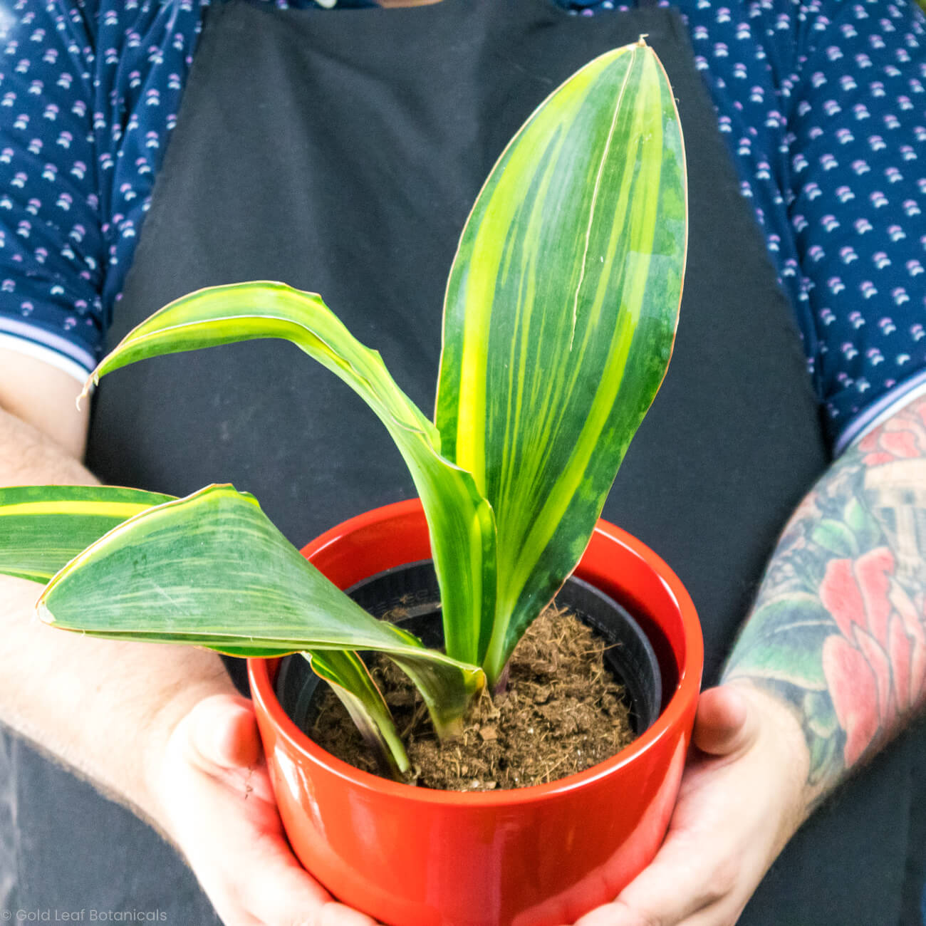 Sansevieria Whale Fin Variegated