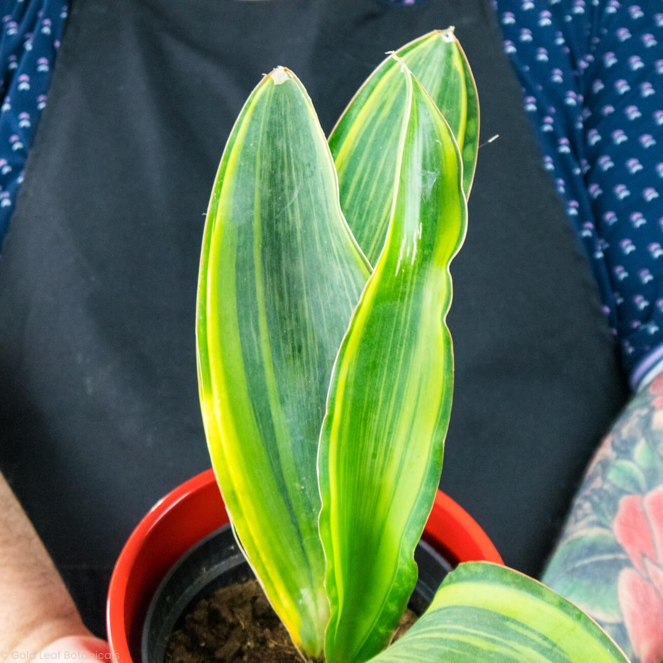 Sansevieria Whale Fin Variegated