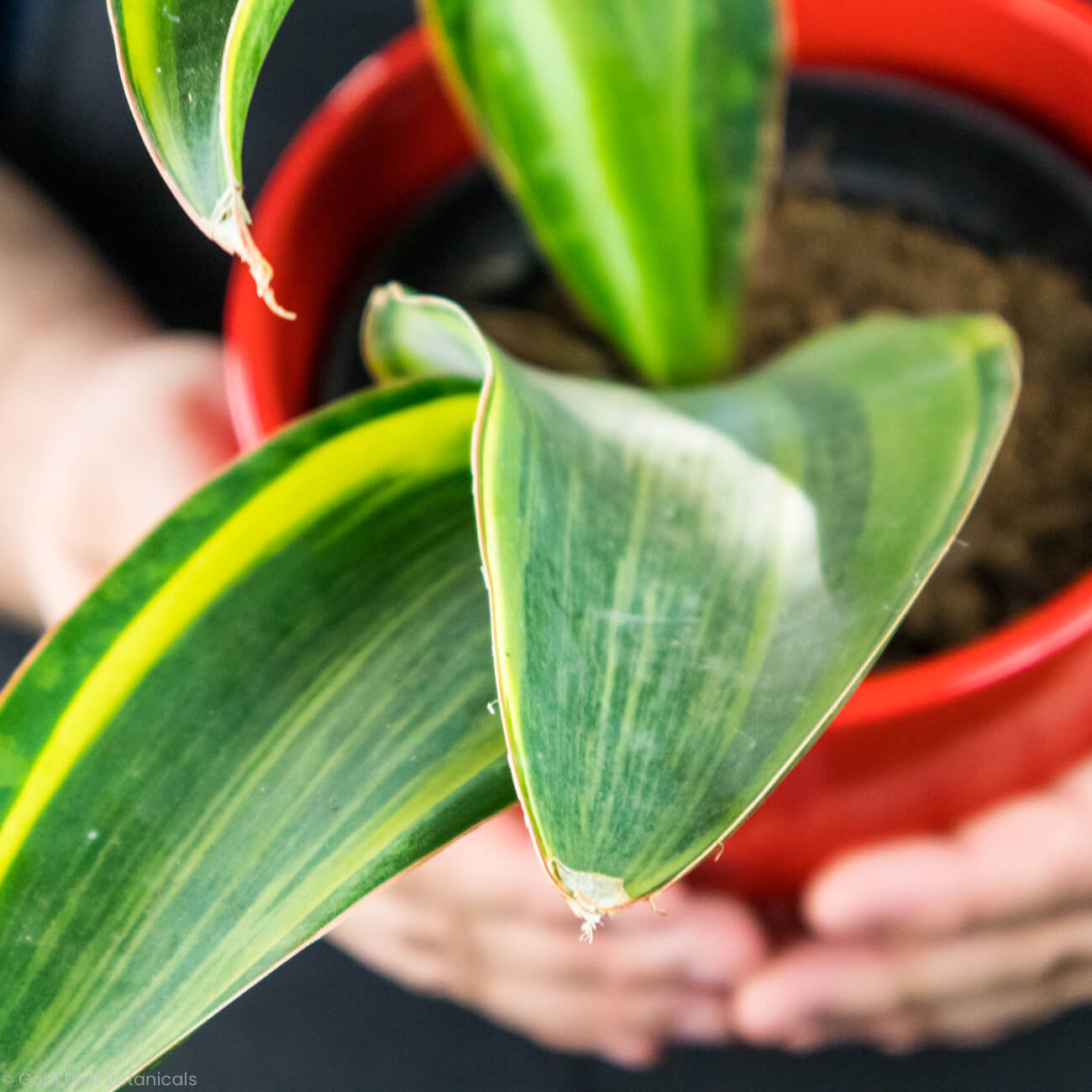 Sansevieria Whale Fin Variegated