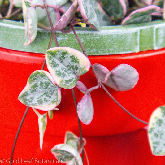 Variegated String of Hearts Care