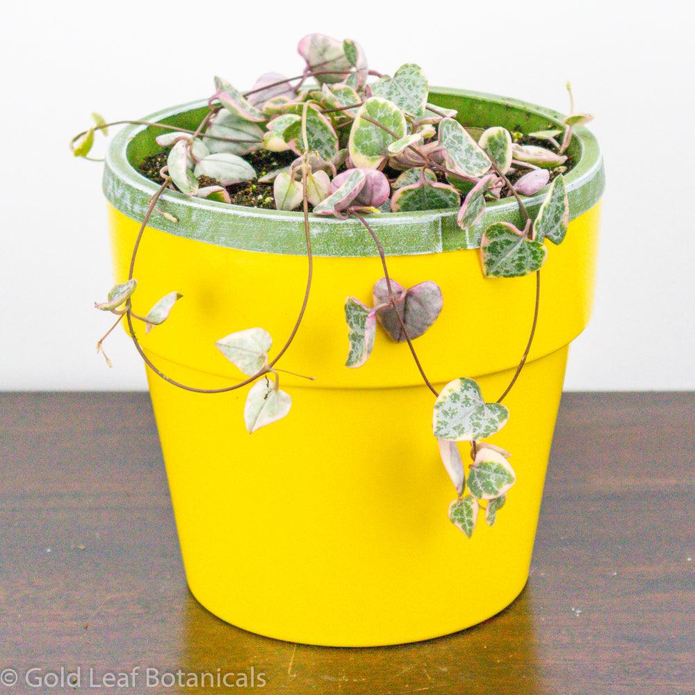 Variegated String of Hearts Water Requirements
