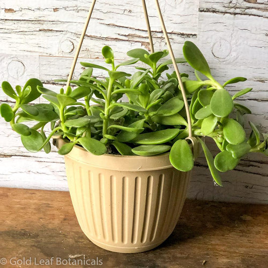 Jade Plant (Vining) - Gold Leaf Botanicals