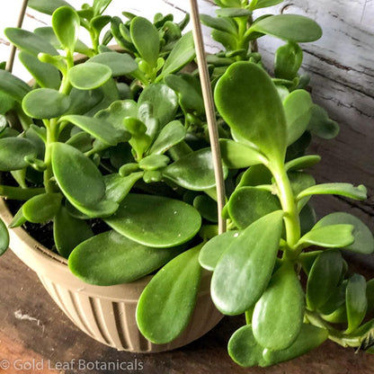 Jade Plant (Vining) - Gold Leaf Botanicals