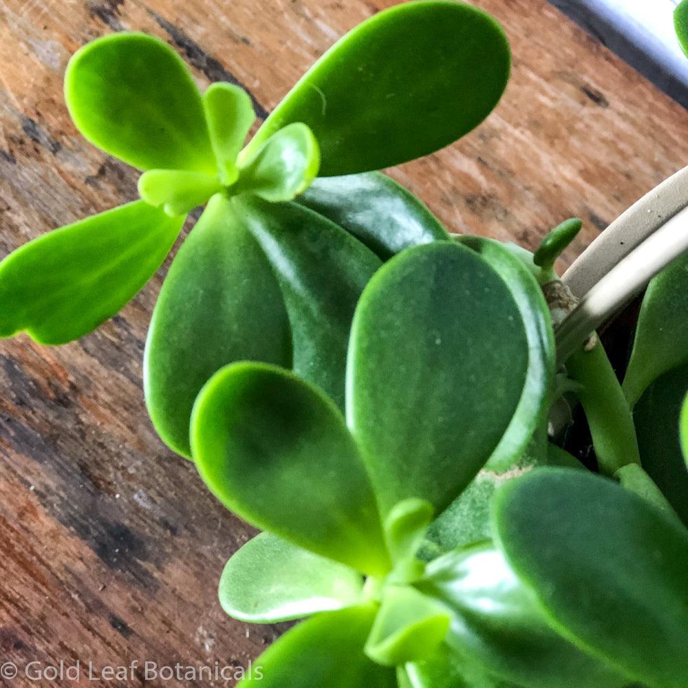 Jade Plant (Vining) - Gold Leaf Botanicals