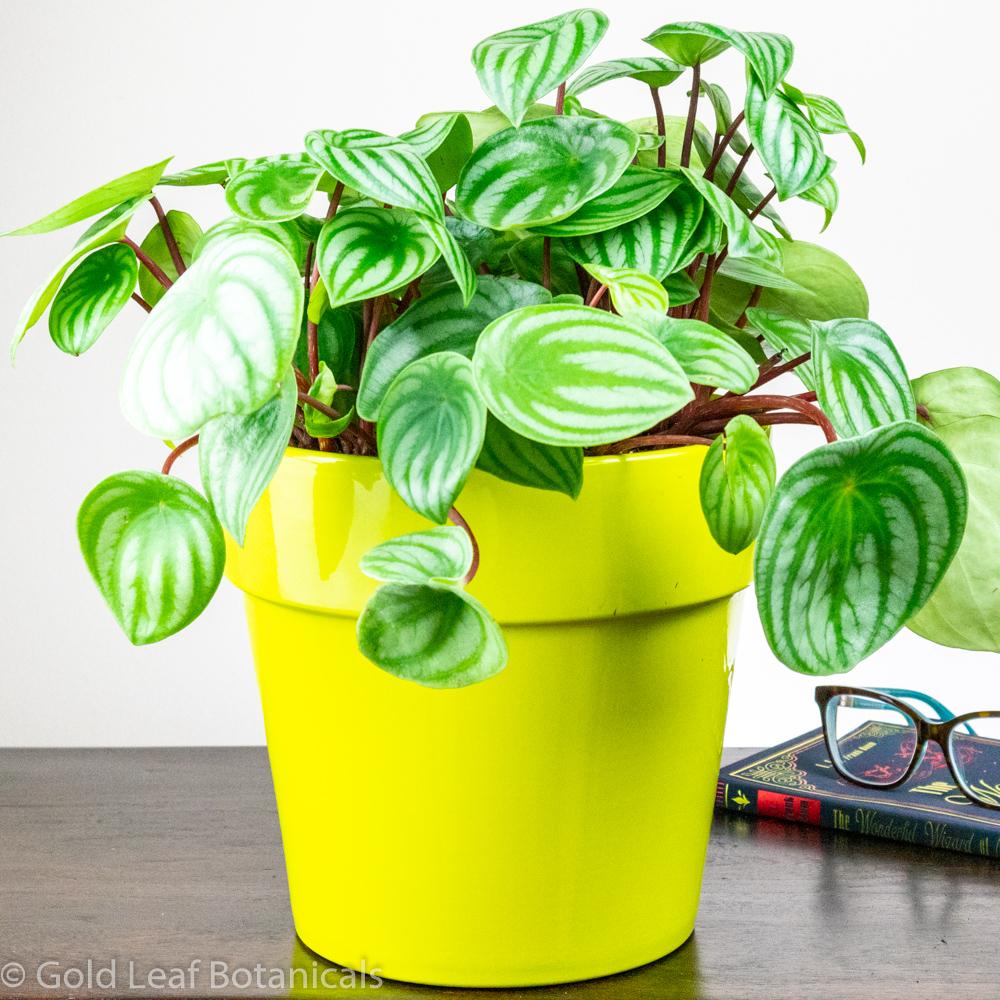 Watermelon Peperomia - Gold Leaf Botanicals