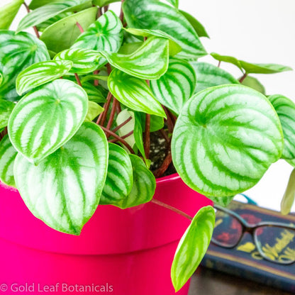 Watermelon Peperomia - Gold Leaf Botanicals