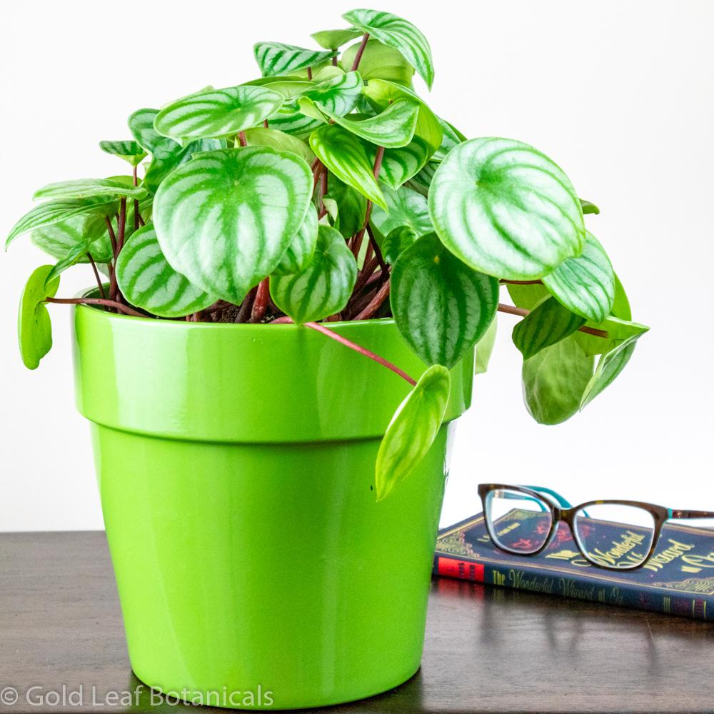 Watermelon Peperomia - Gold Leaf Botanicals