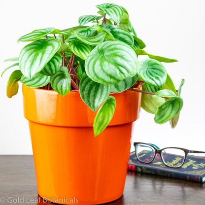 Watermelon Peperomia - Gold Leaf Botanicals