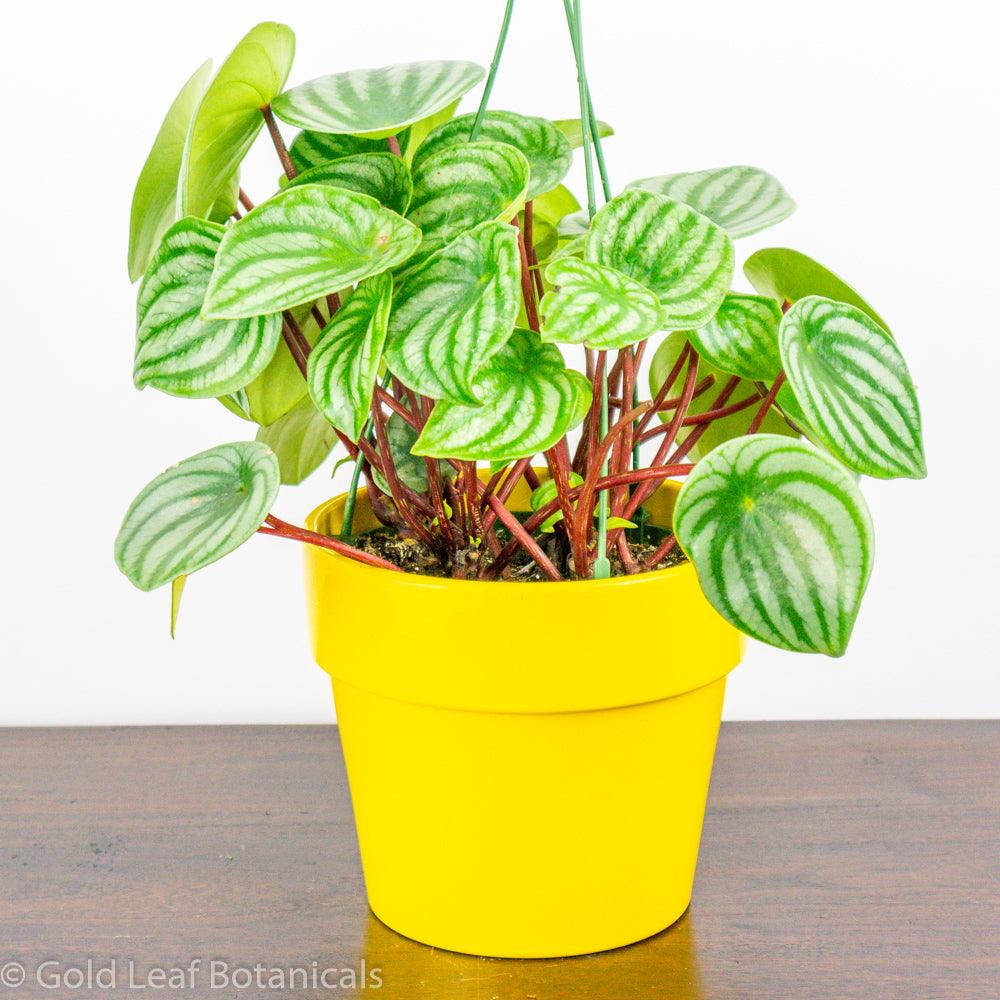 Watermelon Peperomia (Peperomia Argyreia) - Gold Leaf Botanicals