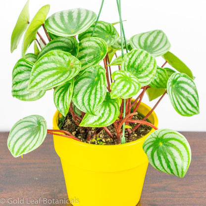 Watermelon Peperomia (Peperomia Argyreia) - Gold Leaf Botanicals