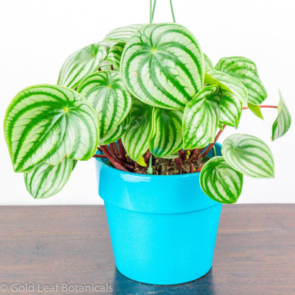 Watermelon Peperomia (Peperomia Argyreia) - Gold Leaf Botanicals