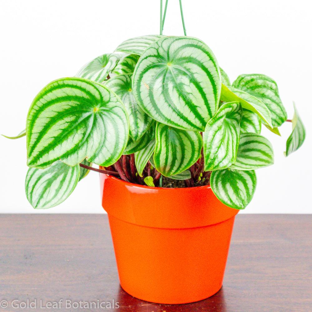 Watermelon Peperomia (Peperomia Argyreia) - Gold Leaf Botanicals