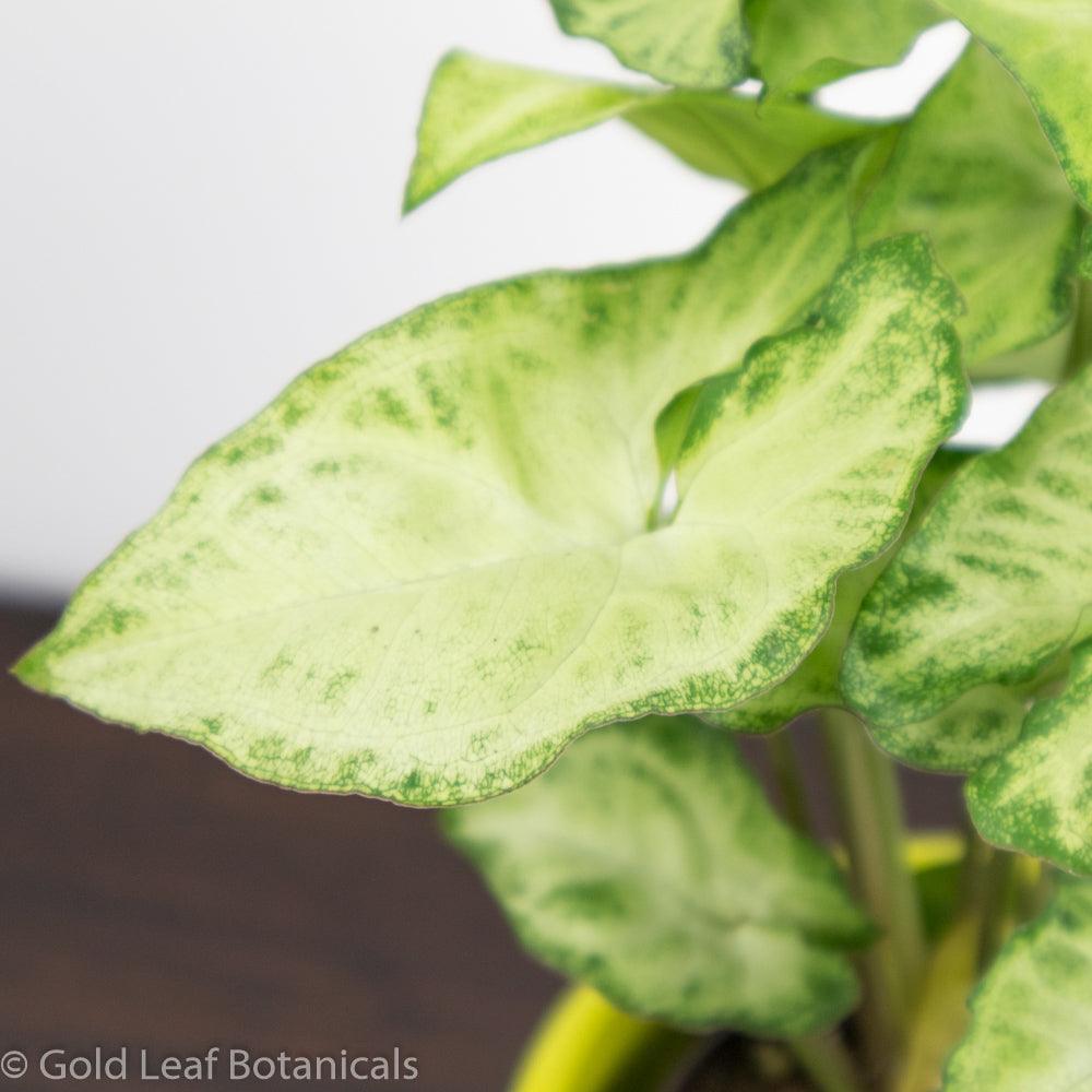Syngonium White Butterfly For Sale ontario Canada
