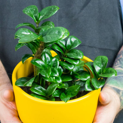 dwarf zenzi zz plant ZZ Zenzi Plant Care