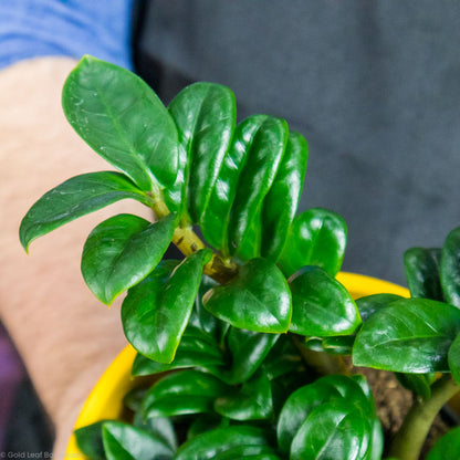 dwarf zenzi zz plant ZZ Zenzi Plant Care
