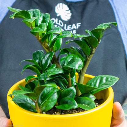 plant watering guide zz plant ZZ Zenzi Plant Care