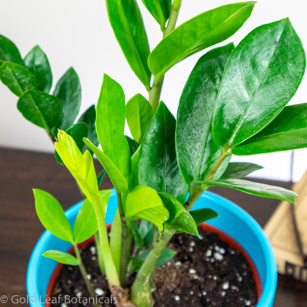 ZZ Plant - Zamioculcas zamiifolia - Gold Leaf Botanicals