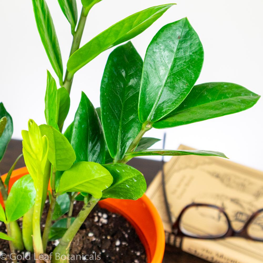 ZZ Plant - Zamioculcas zamiifolia - Gold Leaf Botanicals