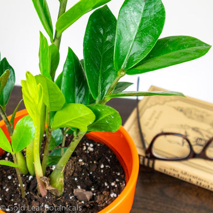 ZZ Plant - Zamioculcas zamiifolia - Gold Leaf Botanicals