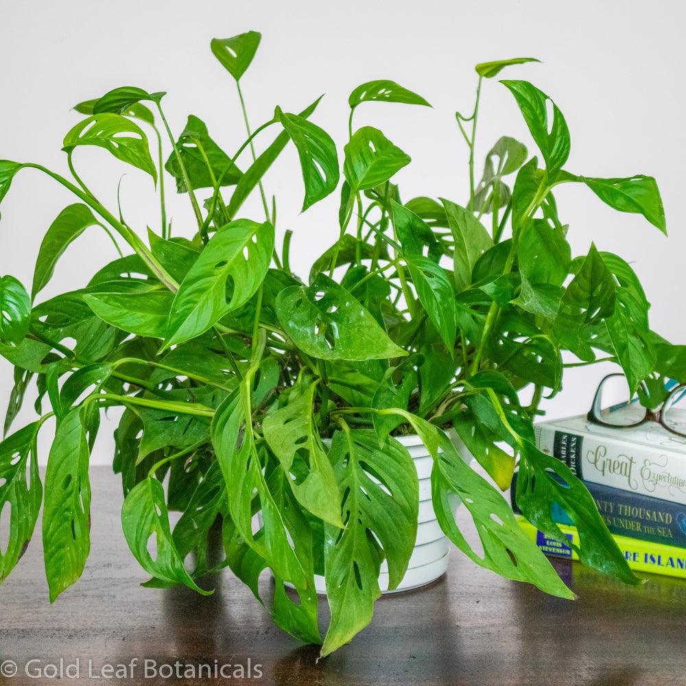 Monstera Adansonii Narrow Leaf Sun Requirements