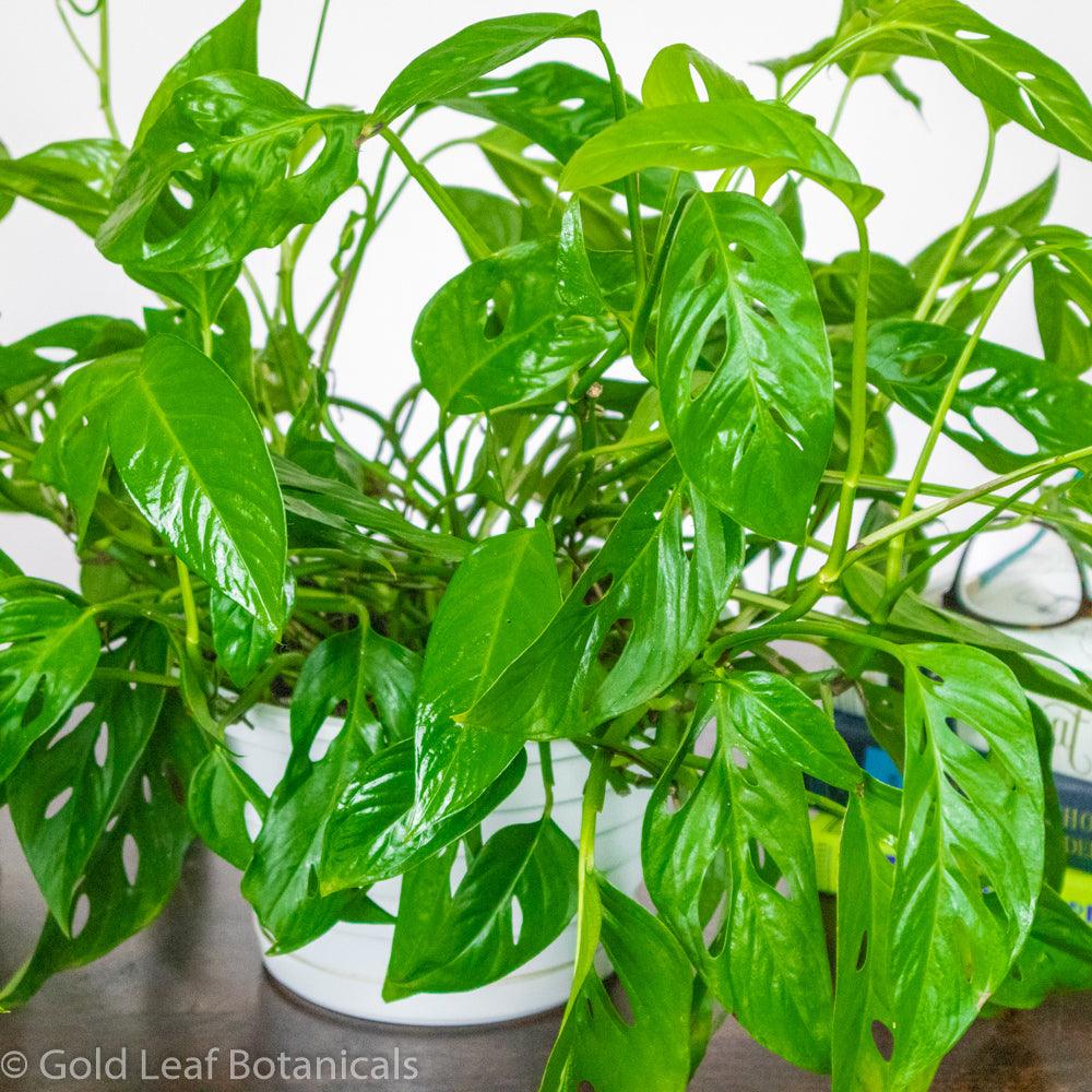 Monstera Adansonii Narrow Leaf Soil Requirements