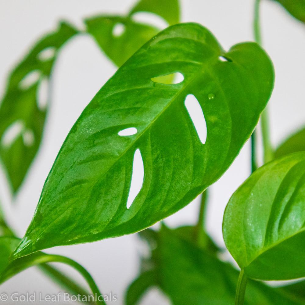 Monstera Adansonii Narrow Leaf Humidity Requirements