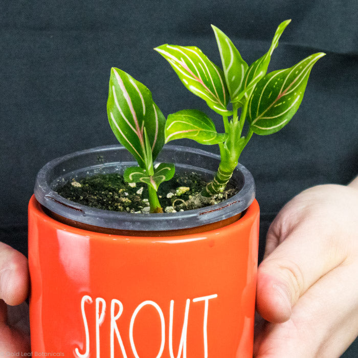 Aglaonema Rotundum In a plant pot being held by a plant grower