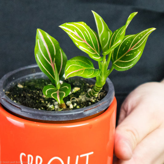 Aglaonema Rotundum In a plant pot being held by a plant grower