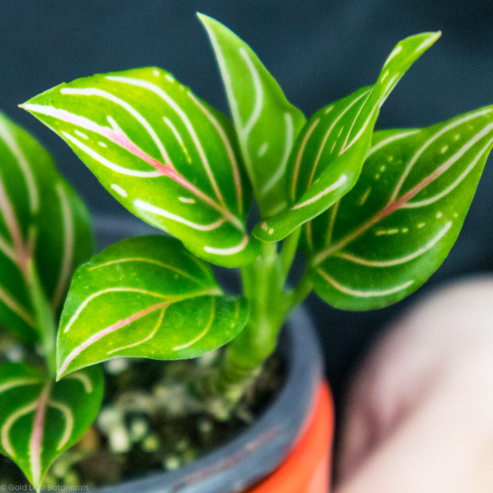 Aglaonema Rotundum foliage close up