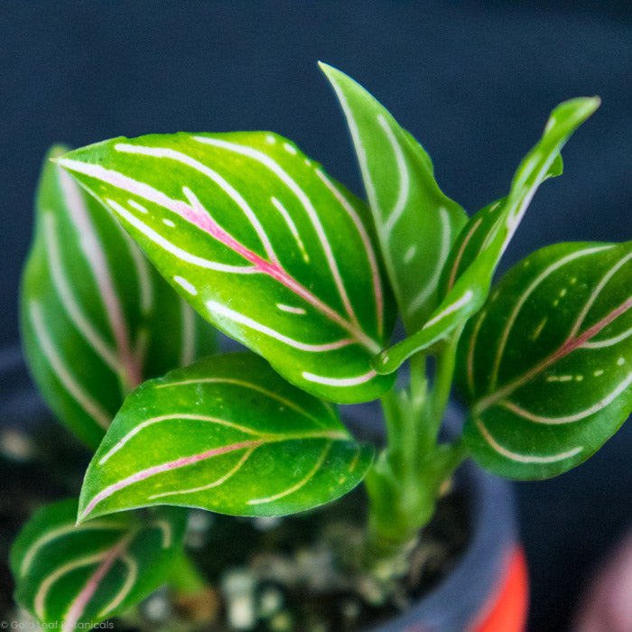 Aglaonema Rotundum Pink Stripe and features