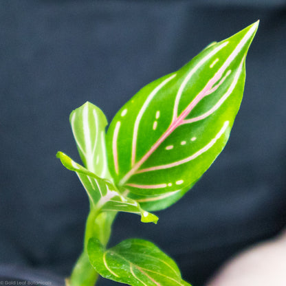 Aglaonema Rotundum Pink and White Stripe