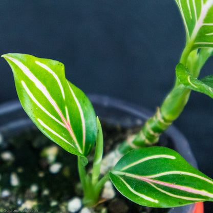 Aglaonema Rotundum Stems and leaves