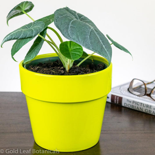 Alocasia Maharani Care