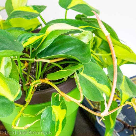 Brazilian Philodendron - Gold Leaf Botanicals