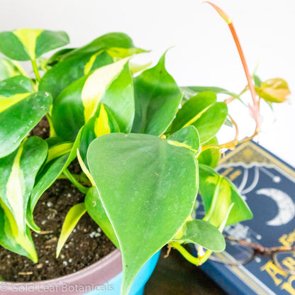 Brazilian Philodendron - Gold Leaf Botanicals